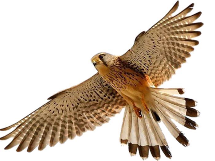 Falcon Transparent Background