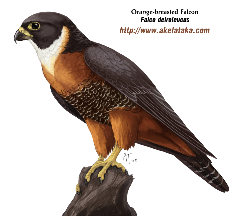 Falcon PNG Image