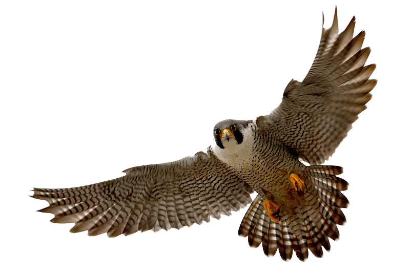 Falcon Png - Falcon, Transparent background PNG HD thumbnail