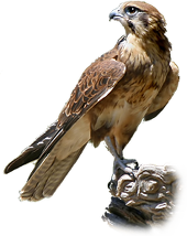 Falcon PNG Image