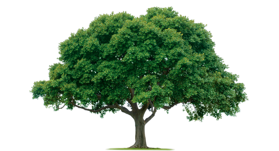 Family Reunion Tree Png Hdpng.com 961 - Family Reunion Tree, Transparent background PNG HD thumbnail