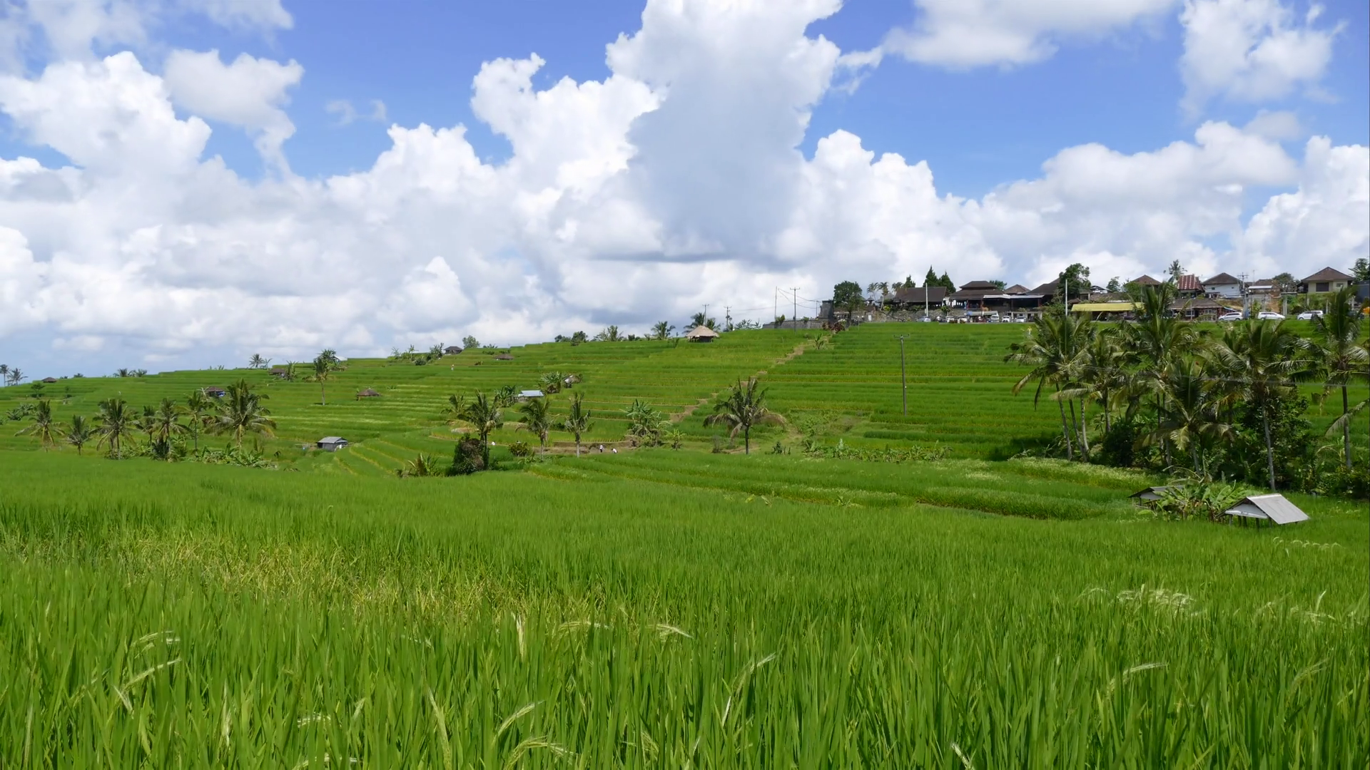 Rice Field Paddy Landscape In Bali Indonesia. Asia Farm Agriculture Background Stock Video Footage   Videoblocks - Farm Background, Transparent background PNG HD thumbnail
