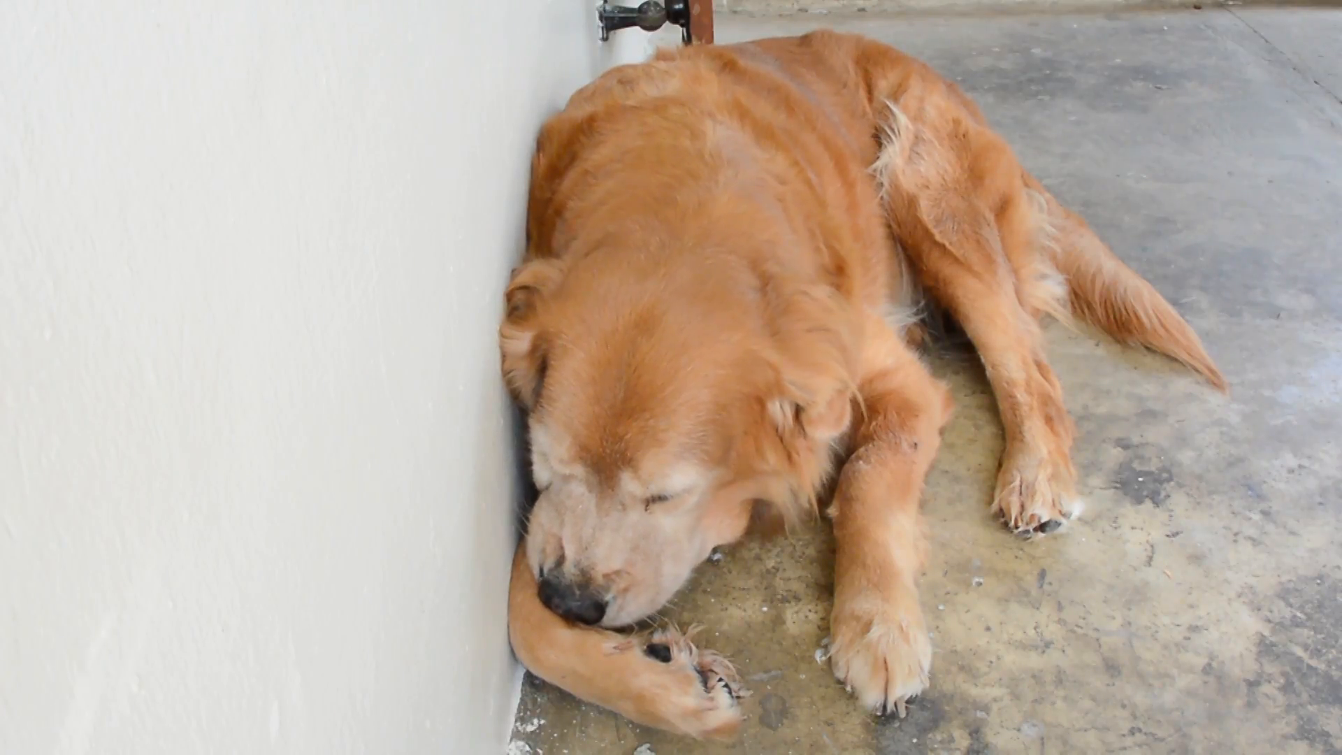A Fat Golden Retriever Is Biting Itu0027S Leg For Scratching Itchy Body Part In Hd Stock Video Footage   Videoblocks - Fat Dog, Transparent background PNG HD thumbnail