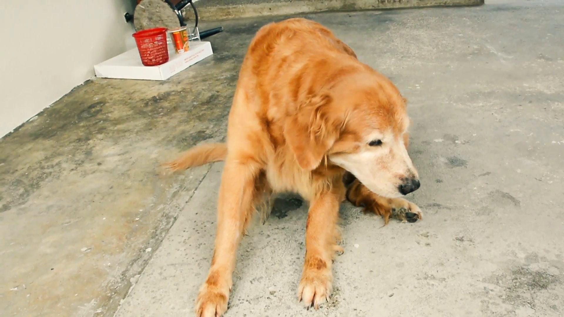 A Fat Golden Retriever Is Scratching Itself With Back Foot In Hd Stock Video Footage   Videoblocks - Fat Dog, Transparent background PNG HD thumbnail