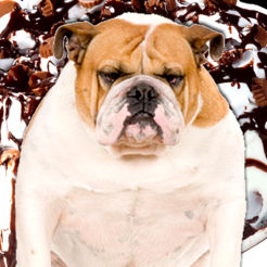 A Talking Fat Dog For Ipad Hd 4  - Fat Dog, Transparent background PNG HD thumbnail