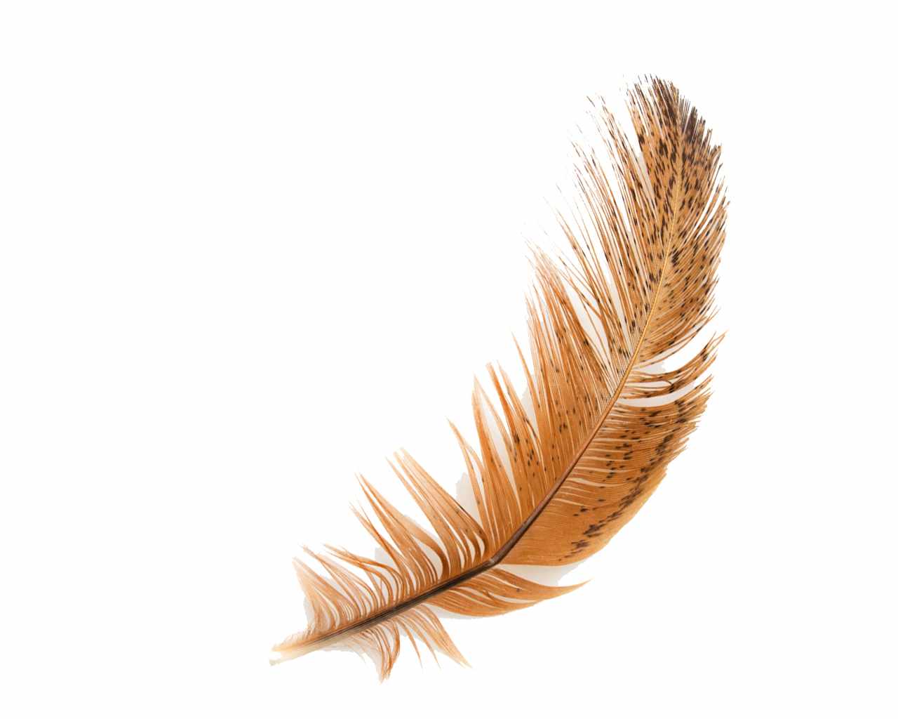Feather High Definition Wallpaper - Feather, Transparent background PNG HD thumbnail