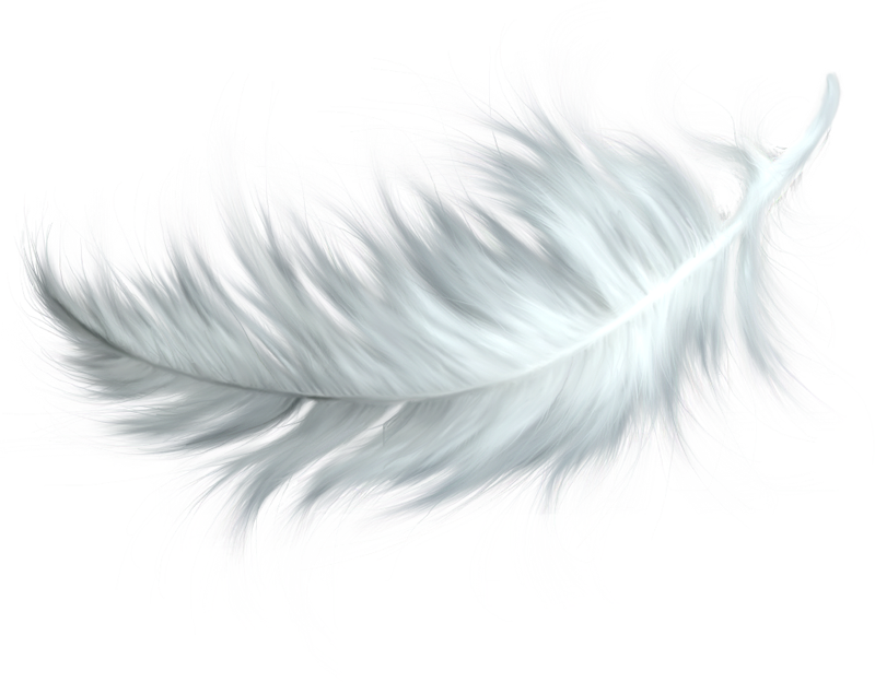 Feather Png - Feather, Transparent background PNG HD thumbnail