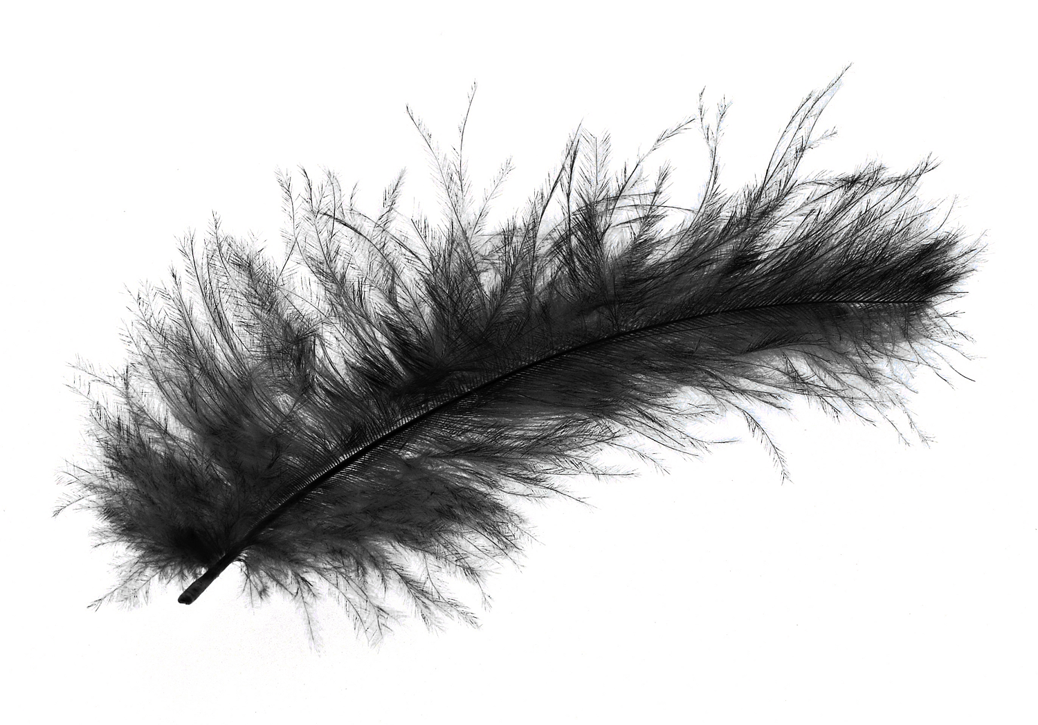 Feather Png Transparent Image - Feather, Transparent background PNG HD thumbnail