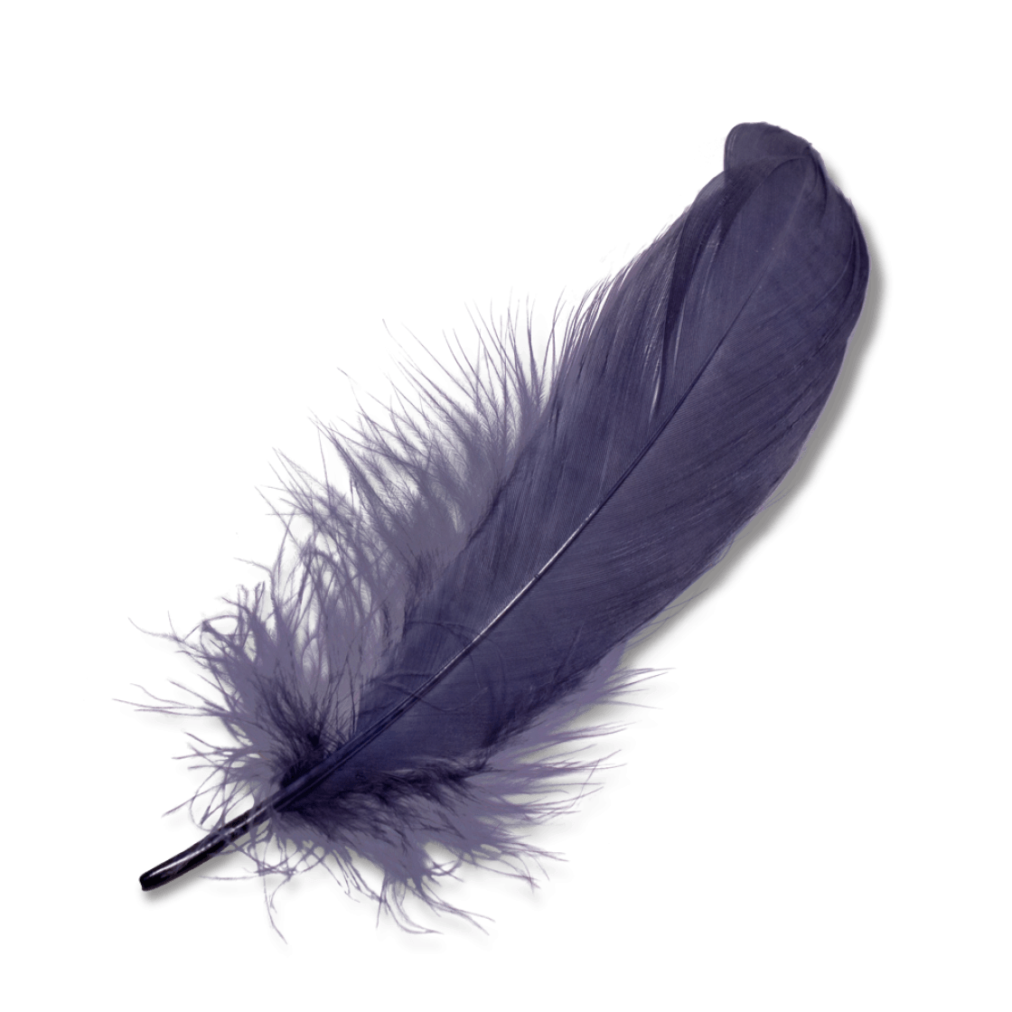 Nature · Feathers - Feather, Transparent background PNG HD thumbnail