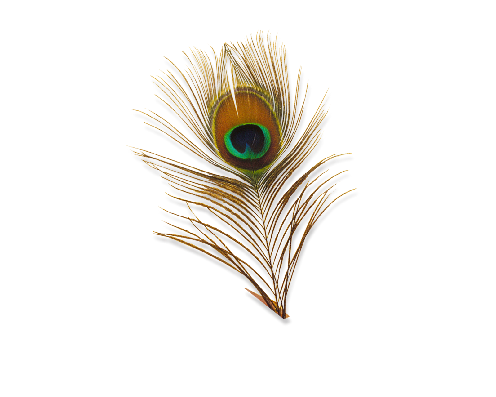 Peacock Feather Png Hd - Feather, Transparent background PNG HD thumbnail