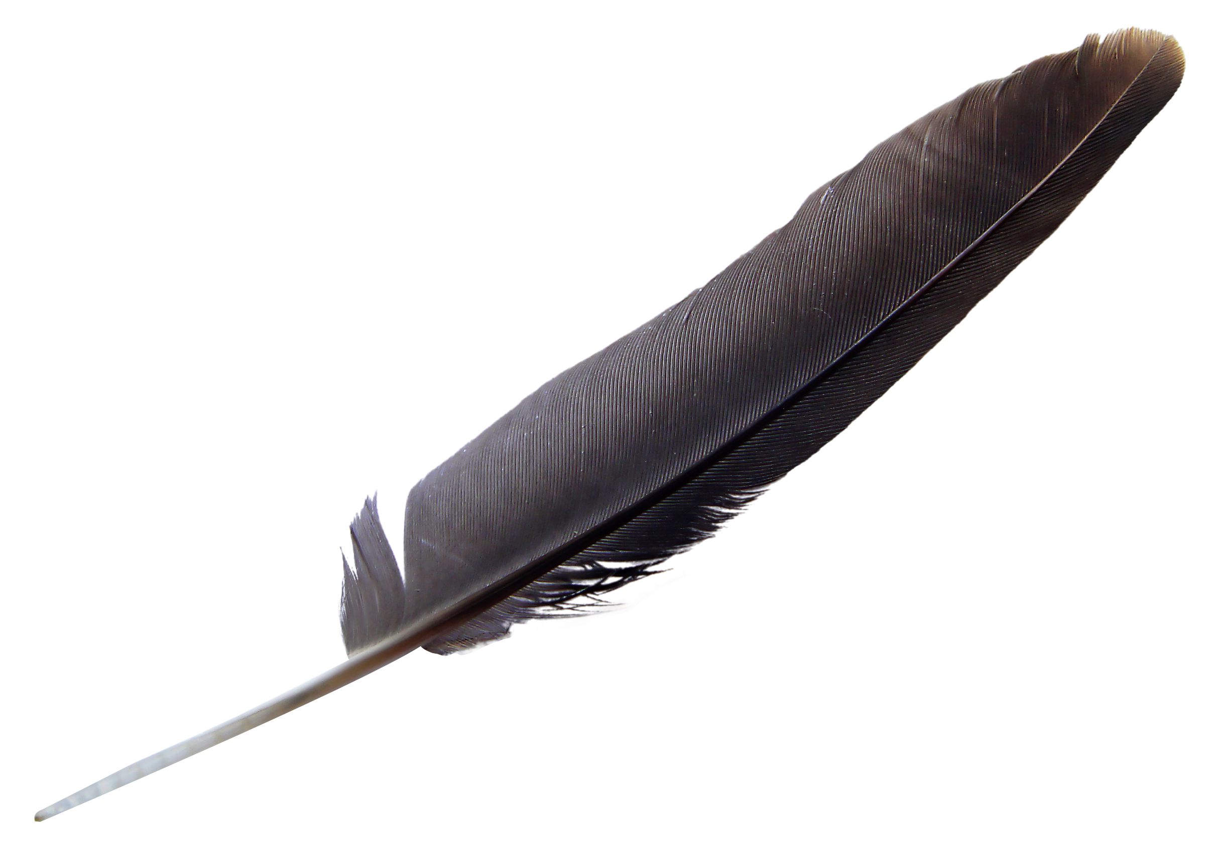 Resolution: 2424 X 1713 | Format: Png | Keywords: Objects, Feather, Bird - Feather, Transparent background PNG HD thumbnail