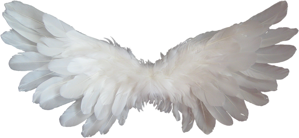 White, Angel, Wings, Feather, Heaven, Angel Wings - Feather, Transparent background PNG HD thumbnail
