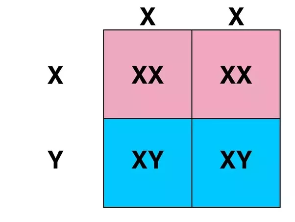 Now When The Cross Occurs, Only One Of The Two Alleles (I.e. X And X Or X And Y In Males) From The Male And Female Genome Participates. - Female And Male, Transparent background PNG HD thumbnail