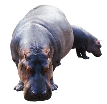 Female Hippo With Baby Hdpng.com  - Hippopotamus, Transparent background PNG HD thumbnail