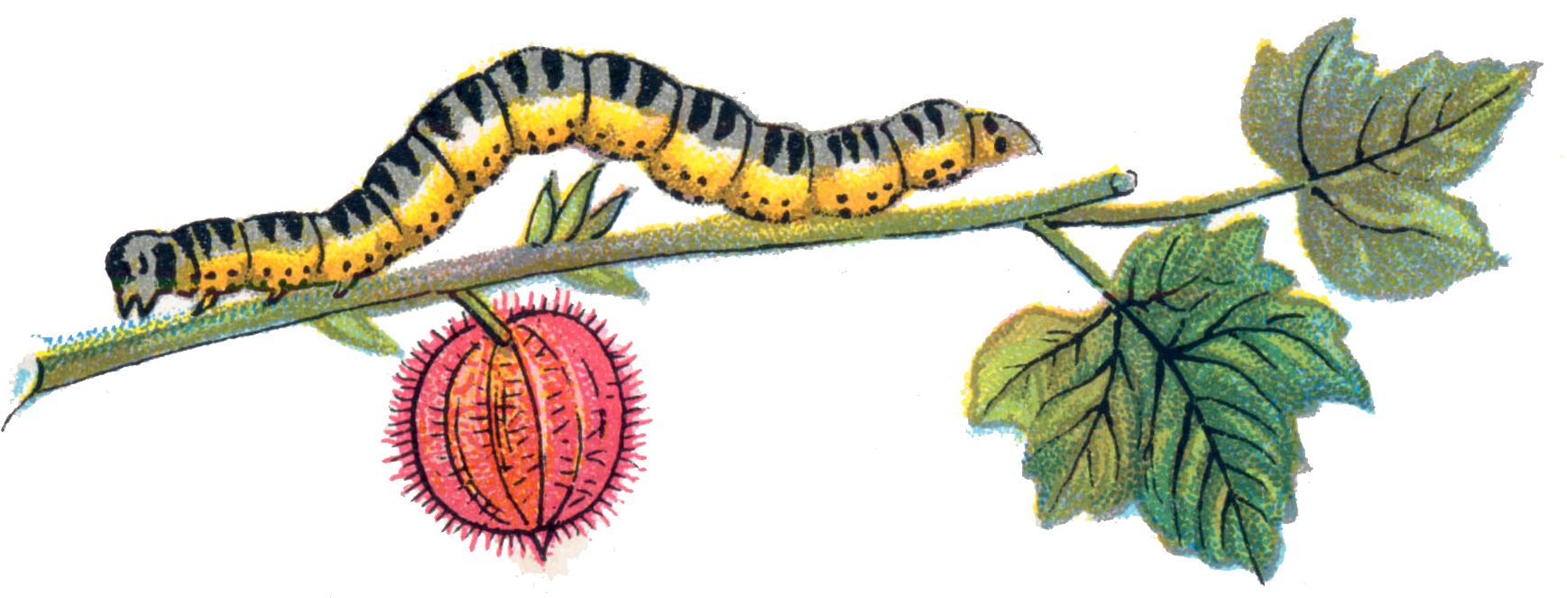 File:abraxas Grossulariata Caterpillar.png - Caterpillar, Transparent background PNG HD thumbnail