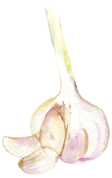 File:大蒜Garlic.png - Garlic, Transparent background PNG HD thumbnail