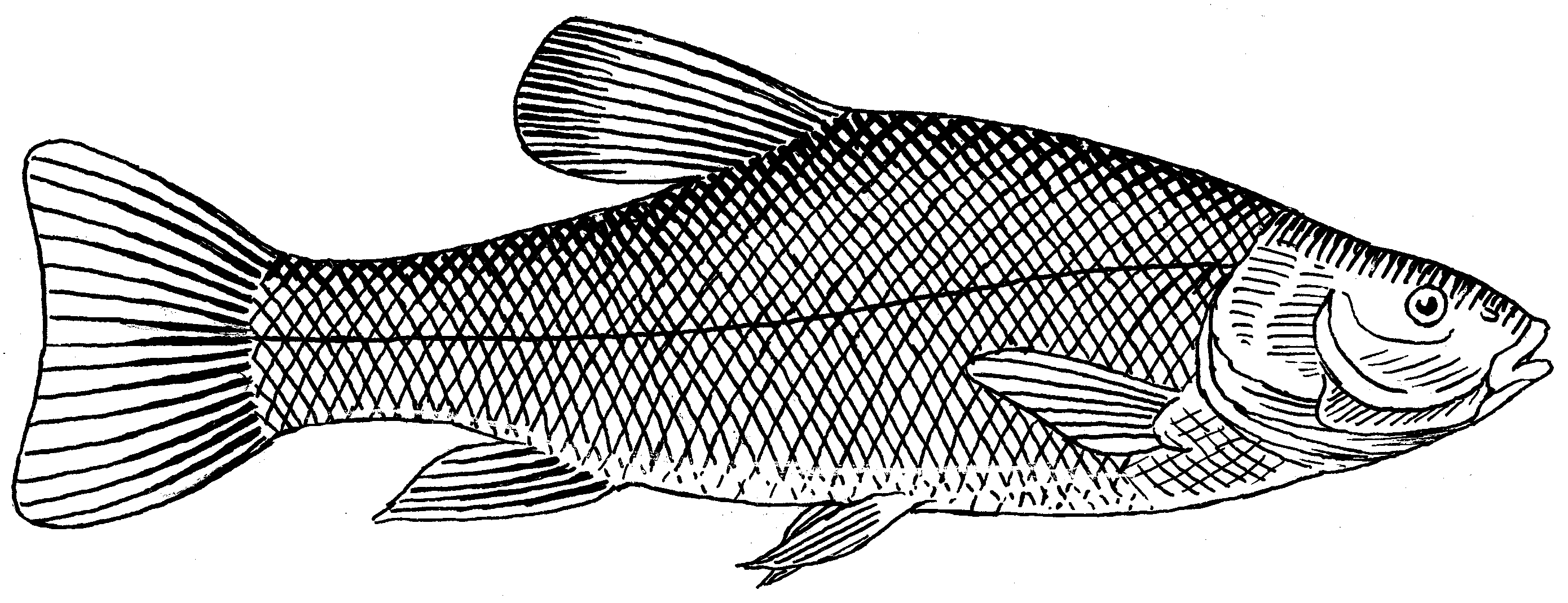 2000x1628 Bass Fish Coloring 