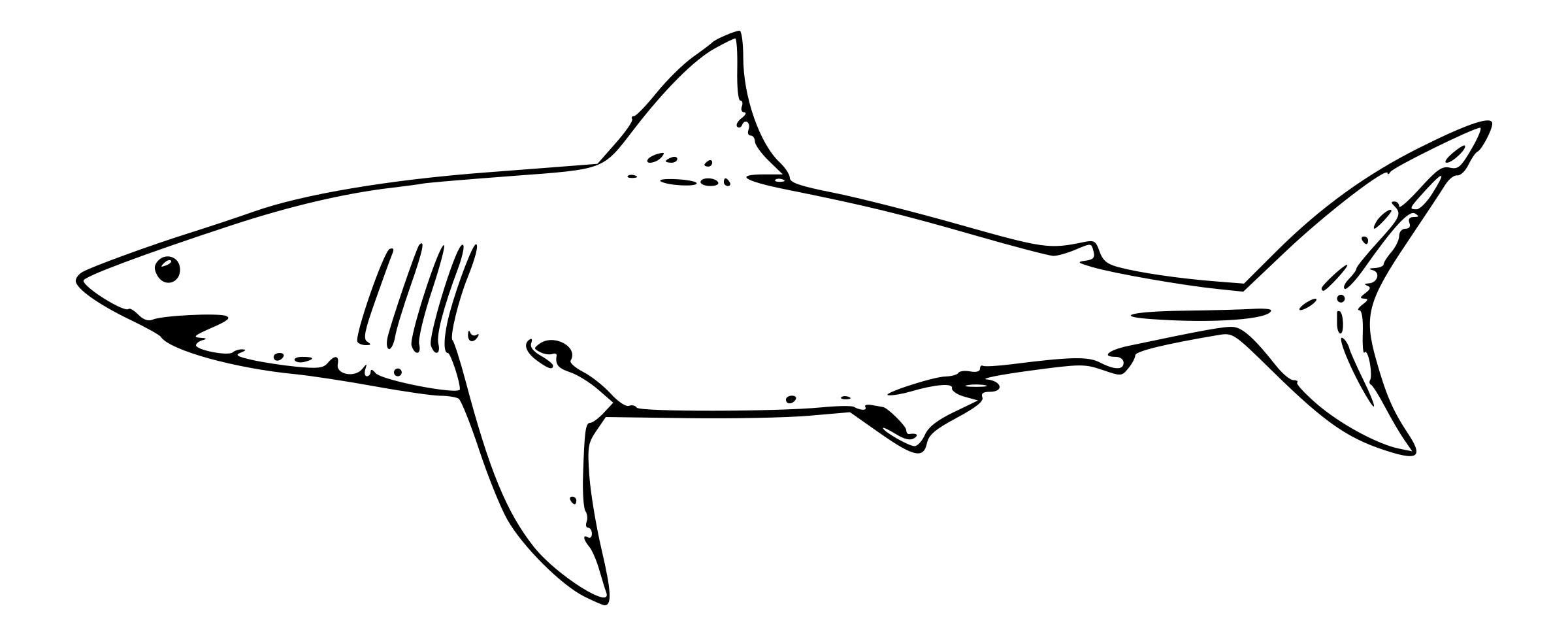 White Shark - Fin Black And White, Transparent background PNG HD thumbnail