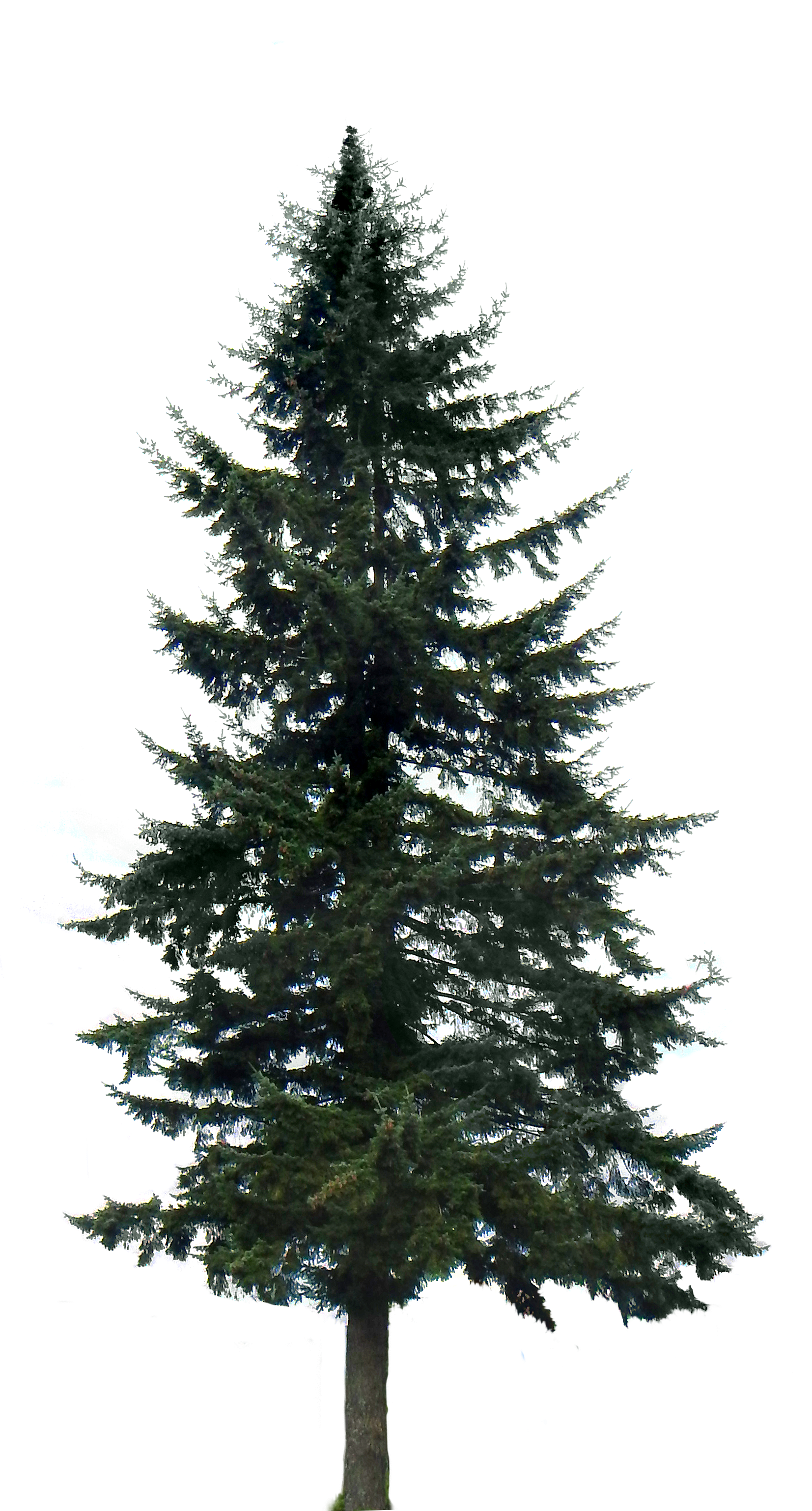 Download - Fir Tree Black And White, Transparent background PNG HD thumbnail