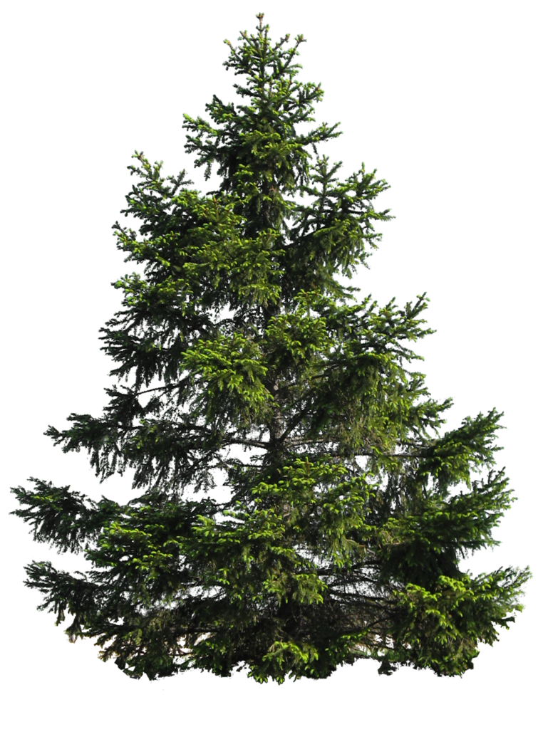Pine Tree Png By Moonglowlilly Hdpng.com  - Fir Tree Black And White, Transparent background PNG HD thumbnail