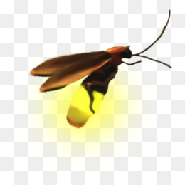 A Firefly - Firefly, Transparent background PNG HD thumbnail