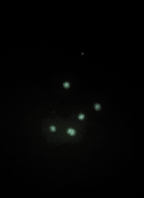 Firefly Night Snowless.png - Firefly, Transparent background PNG HD thumbnail