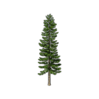 Fir-Tree Transparent PNG