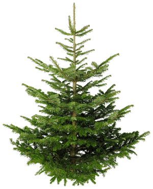 Fir Tree Png Image - Firtree, Transparent background PNG HD thumbnail