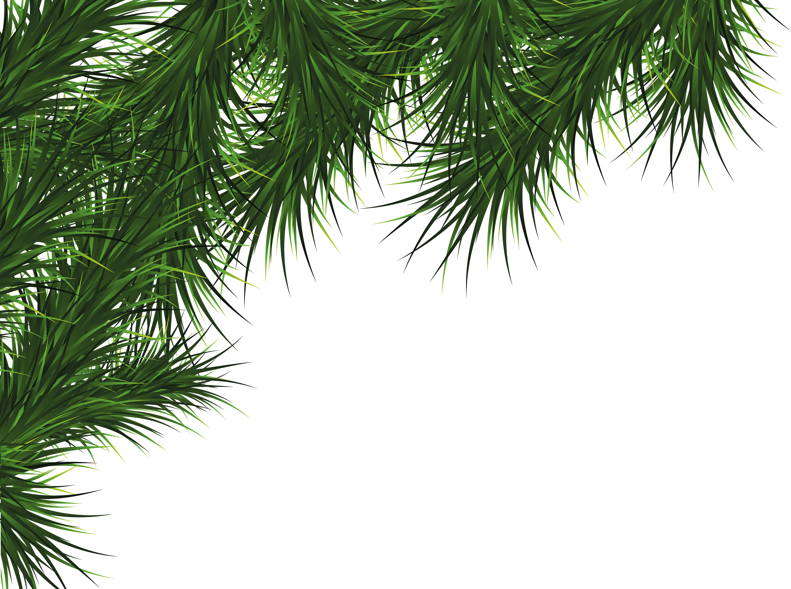 Fir-Tree PNG Transparent Imag
