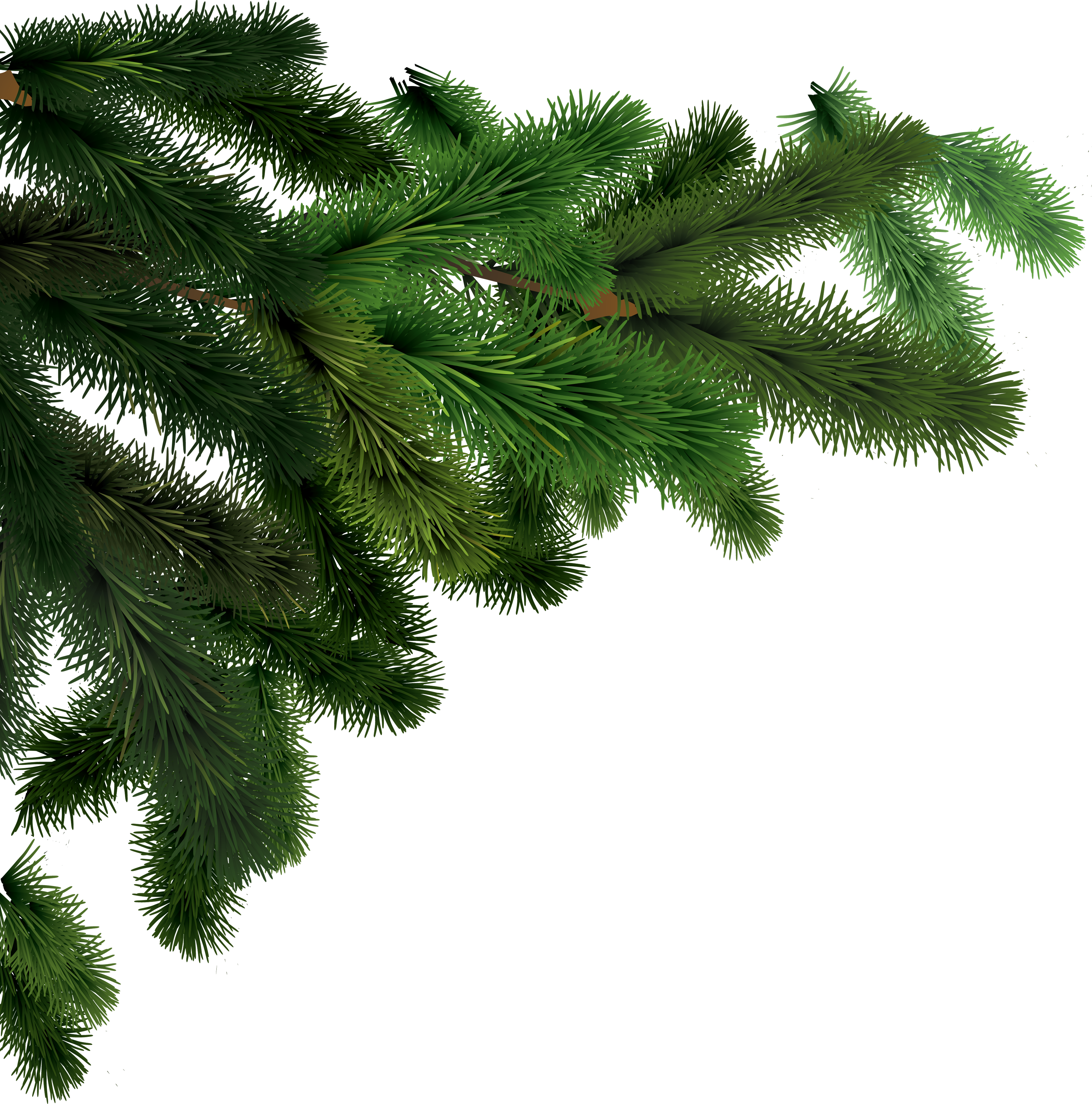 Fir Tree Png Image - Firtree, Transparent background PNG HD thumbnail