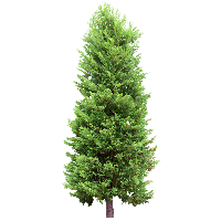 green Fir-tree PNG image