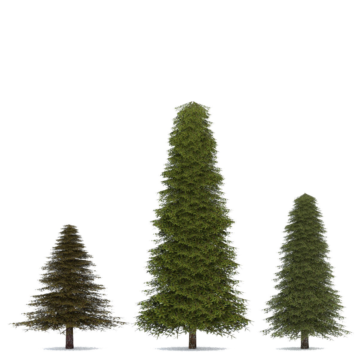 Fir Tree Png Transparent Image - Firtree, Transparent background PNG HD thumbnail