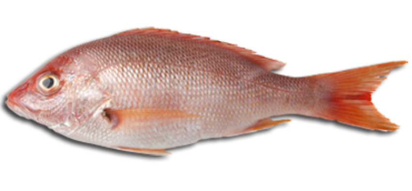 Free Png Fish Meat Png Images Transparent - Fish And Meat, Transparent background PNG HD thumbnail