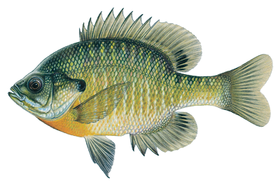Bluegill - Fish Gills, Transparent background PNG HD thumbnail