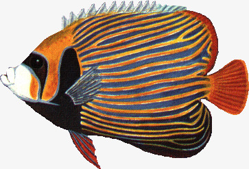 Clown Fish Gills, Orange, Clown, Fish Gill Free Png Image - Fish Gills, Transparent background PNG HD thumbnail