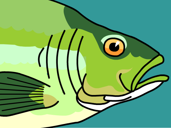 Fins Clipart Fish Gill #2 - Fish Gills, Transparent background PNG HD thumbnail
