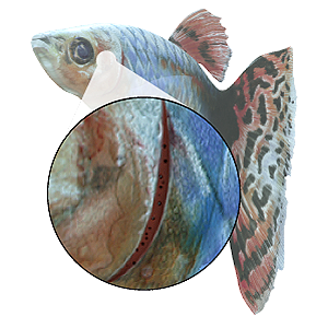 Gasping Hdpng.com  - Fish Gills, Transparent background PNG HD thumbnail