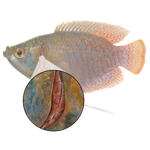 Gill Inflammation - Fish Gills, Transparent background PNG HD thumbnail