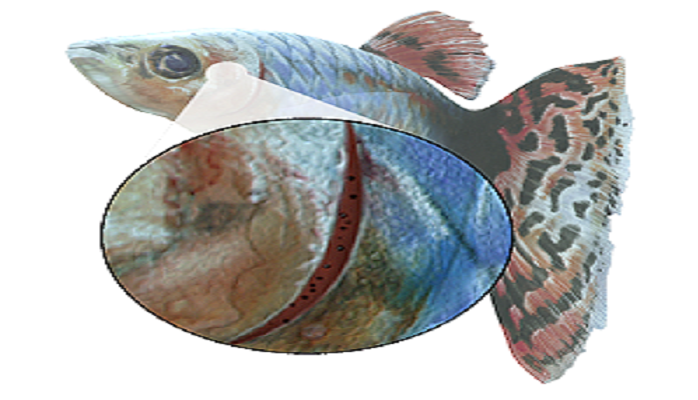 Gill Mites - Fish Gills, Transparent background PNG HD thumbnail