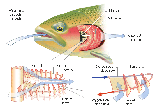 Some Characteristics Are Unique. Check Out This Diagram. What Organs Are Unique To Fish? What Organs And Processes Do Fist Share With Other Animals? - Fish Gills, Transparent background PNG HD thumbnail