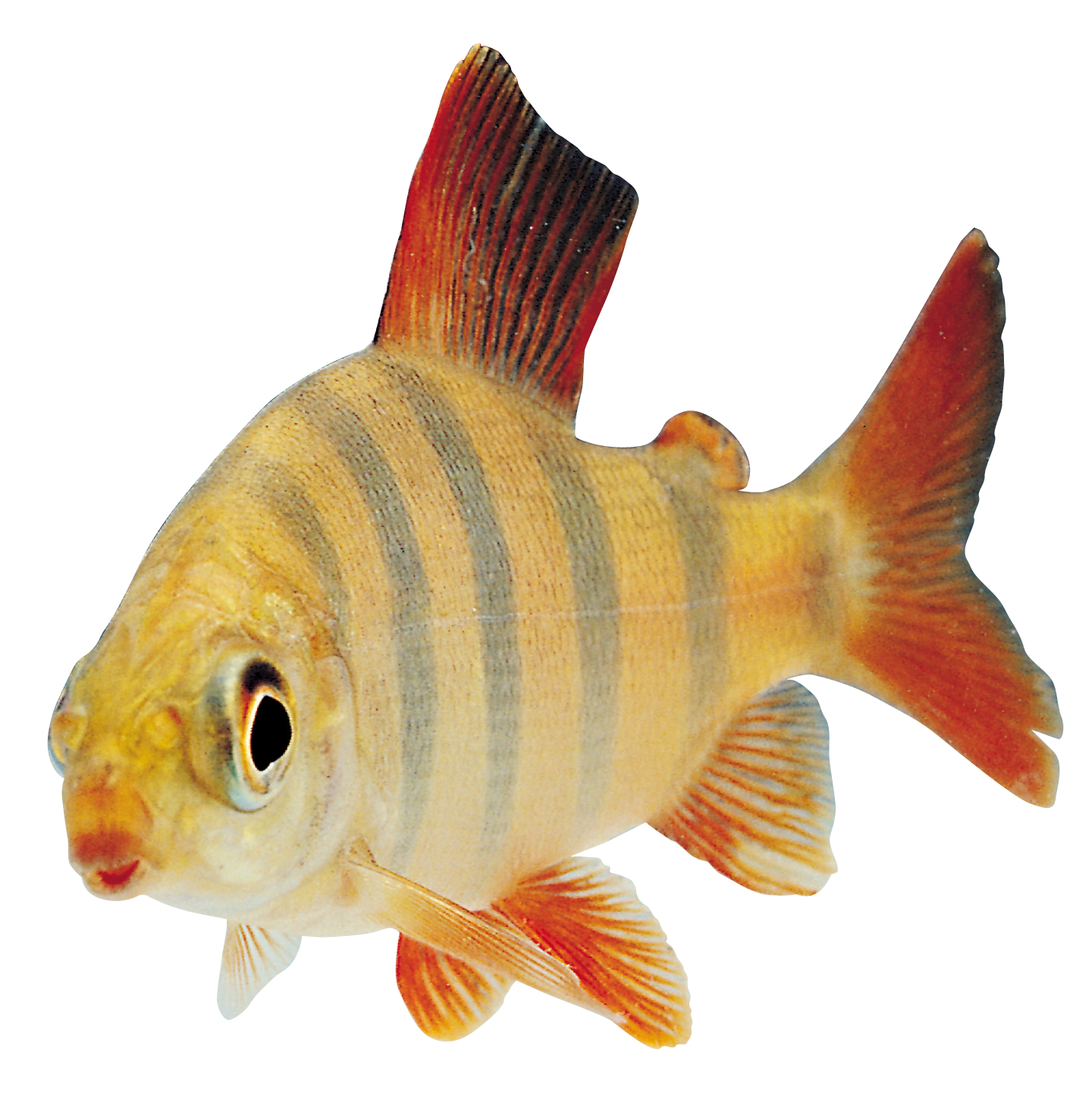 Ocean Fish PNG HD