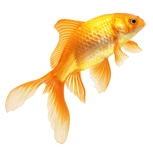 Golden Fish Images - Fish, Transparent background PNG HD thumbnail