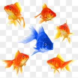 Hd Fish Goldfish, Goldfish, Shoal Of Fish, Blue Goldfish Png Image - Fish, Transparent background PNG HD thumbnail