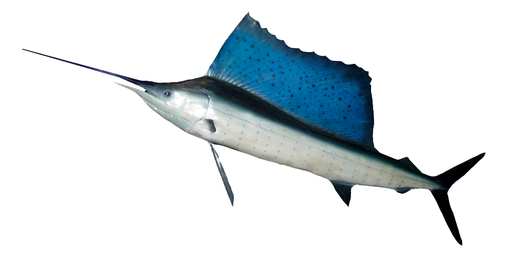 Blue Fish Png Image PNG Image