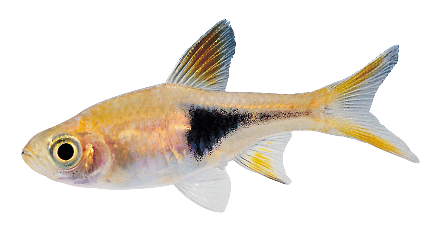 golden fish Images