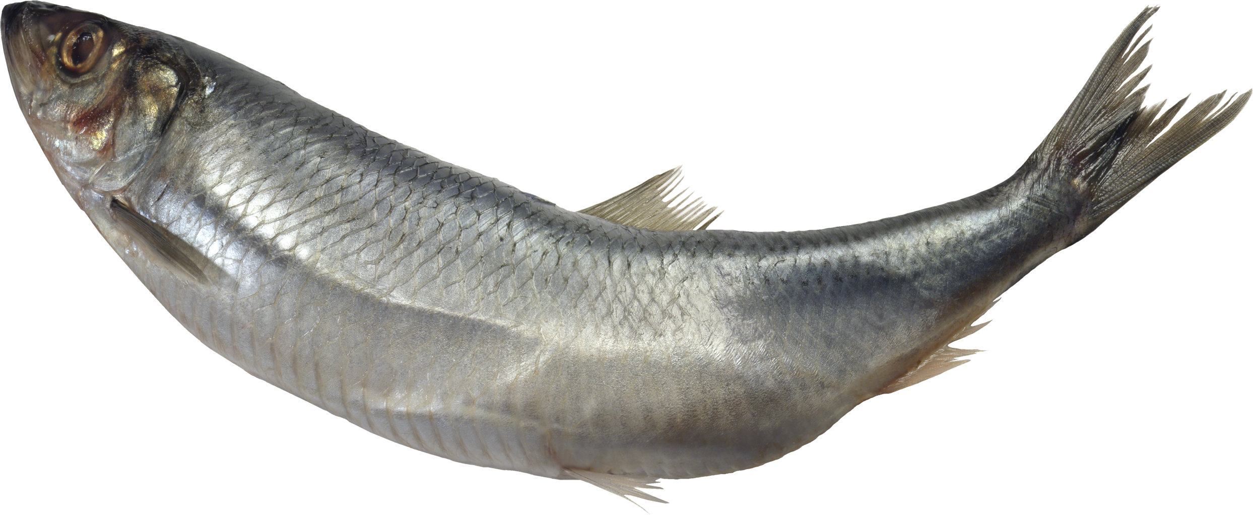 Ocean Fish PNG Transparent
