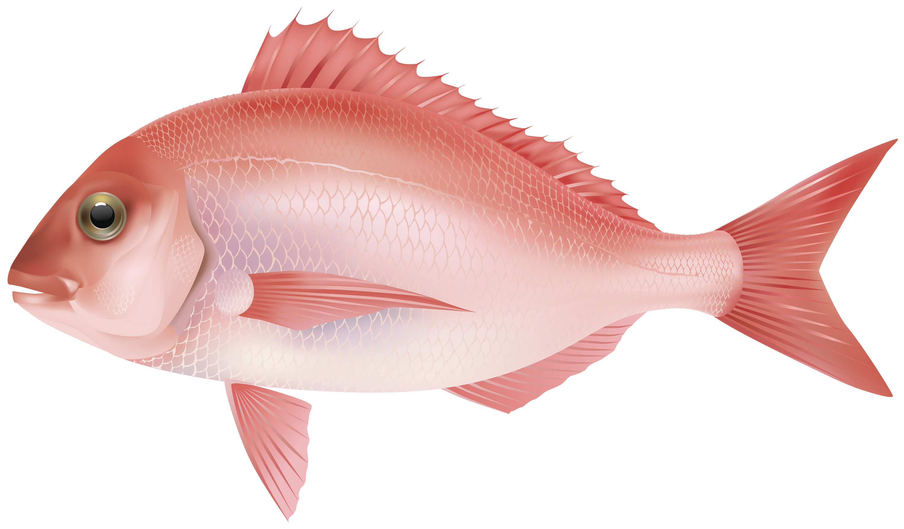 Fish Png 15 PNG Image