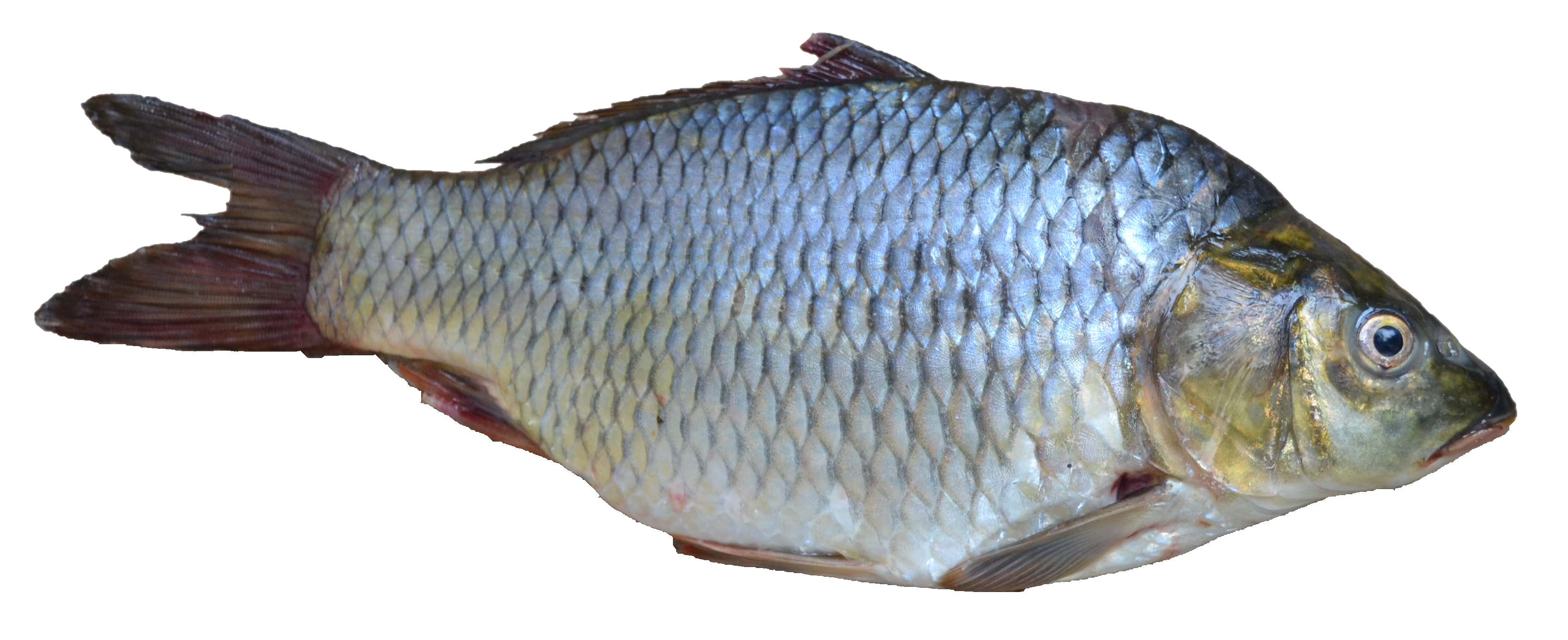 Real Fish PNG Transparent Ima