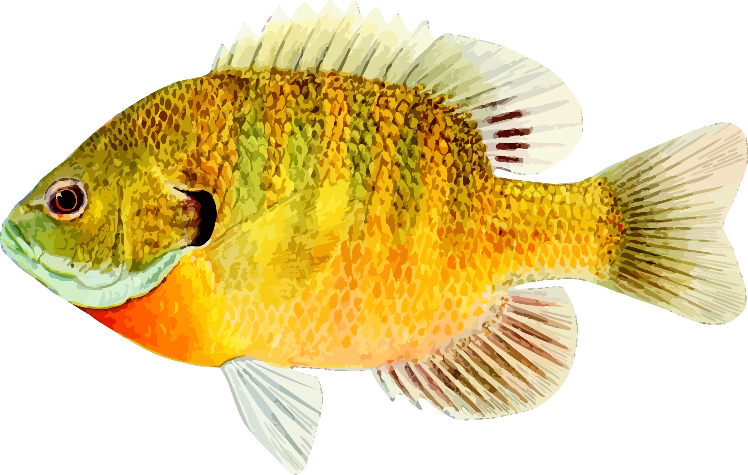 Big Image (Png) - Fish, Transparent background PNG HD thumbnail