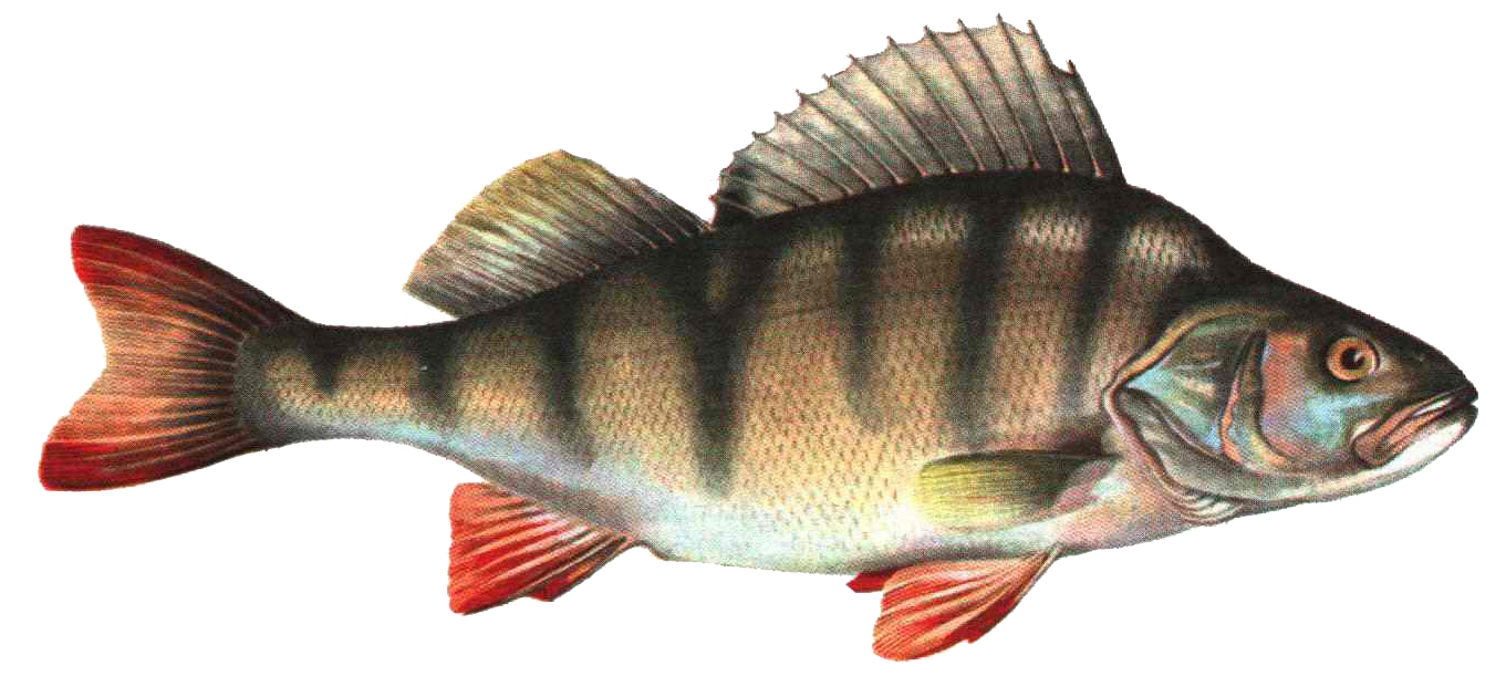 Fish Png - Fish, Transparent background PNG HD thumbnail